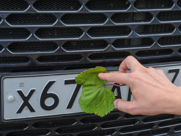 Надоело: можно ли без особых причин поменять госномер своего авто